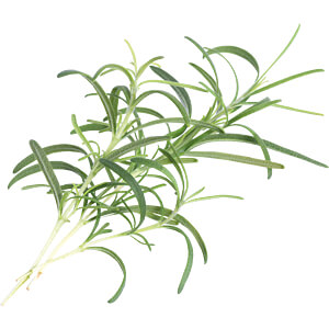 VER A10-ROM007 - Indoor Garden